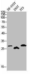 Phospho-KCNIP3 (S63) Antibody