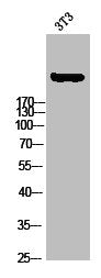 Phospho-ACACA (S80) Antibody