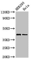 GALK1 Antibody