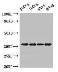 GAPDH Antibody
