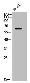 Phospho-NR4A1 (S351) Antibody