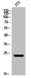 EIF4E3 Antibody