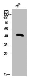 Phospho-HNRNPC (S260) Antibody