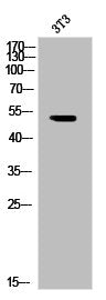 Phospho-HNRNPK (S284) Antibody