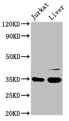 GAS2 Antibody