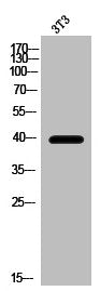 HRH2 Antibody