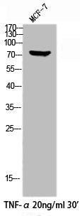 Phospho-HSF1 (S303) Antibody