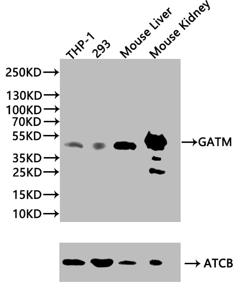 GATM Antibody