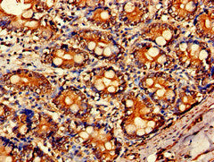ARF1 Antibody