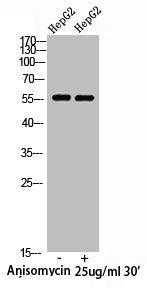 Phospho-XIAP (S87) Antibody