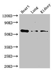 GCGR Antibody