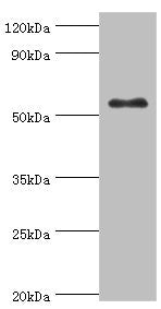 GCK Antibody