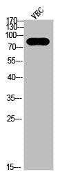 Phospho-HSP90AB1 (S226) Antibody
