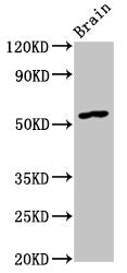 GDF10 Antibody
