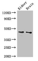 GDF11 Antibody
