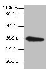 TSTA3 Antibody