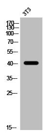 HTR4 Antibody