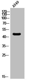 HTR6 Antibody