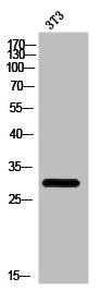 ICAM2 Antibody