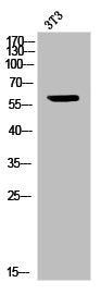 ICAM3 Antibody