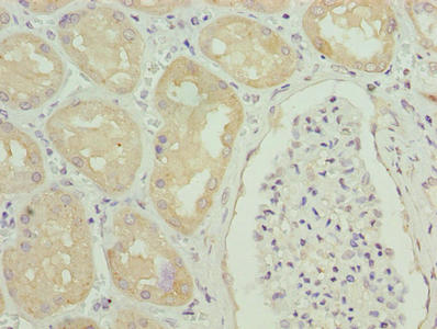 GGTLC1 Antibody
