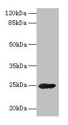 GH2 Antibody