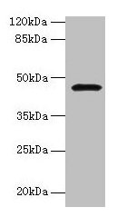 CBLIF Antibody