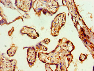 GJA1 Antibody