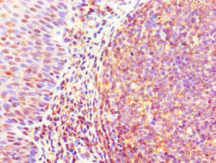 GJA1 Antibody
