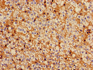 GJA5 Antibody