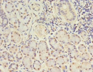GJB5 Antibody