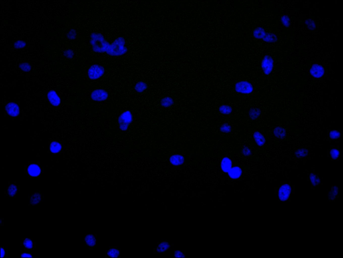 GJC1 Antibody
