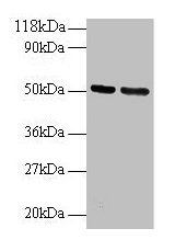 GDI2 Antibody