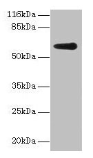 GK2 Antibody