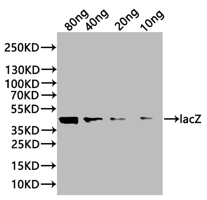 lacZ Antibody