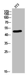 SEPT14 Antibody