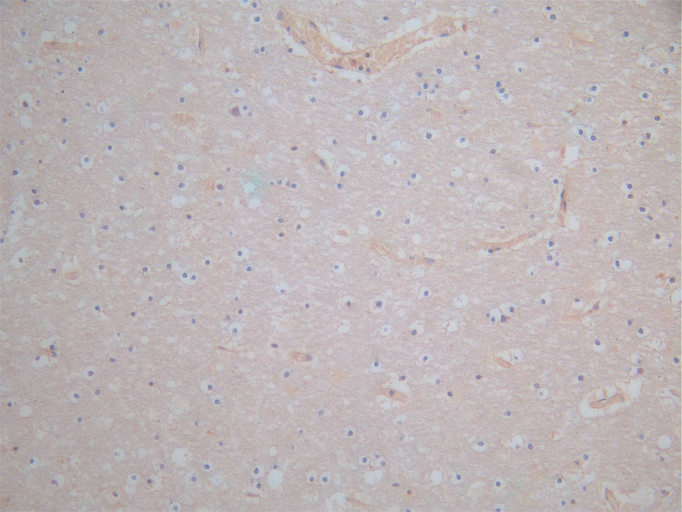 APOE Antibody