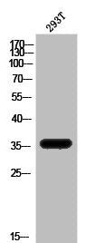 APOE Antibody