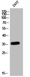 APOE Antibody