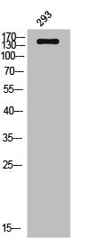IGF1R Antibody