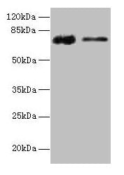 GLCE Antibody
