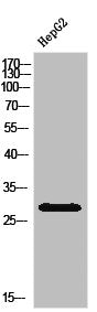 IGFBP1 Antibody