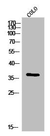 IGHG1 Antibody