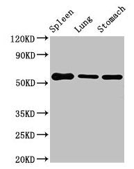 Glp1r Antibody
