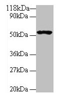 GLP1R Antibody
