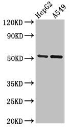 GLRA1 Antibody