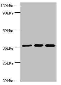 GLRX3 Antibody