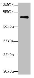 GLS Antibody