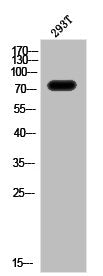 Phospho-IL2RB (Y364) Antibody