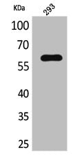 IL2RB Antibody